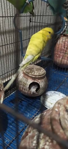 budgie