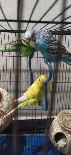 budgie (australian parrot)