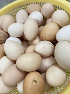 DESI EGGS