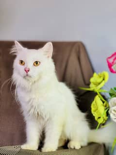 PERSIAN FEMALE CAT TRIPLE COARTED .