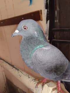 mcqay pigeon for sale