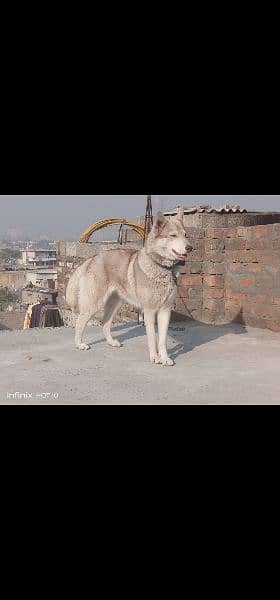 Husky female breeder 3