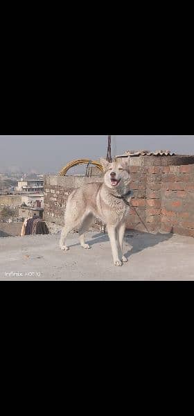 Husky female breeder 1