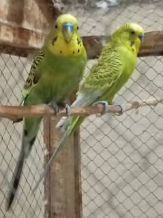 Lovebirds parrots