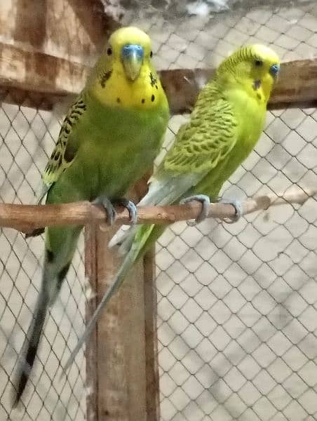 Lovebirds parrots 4