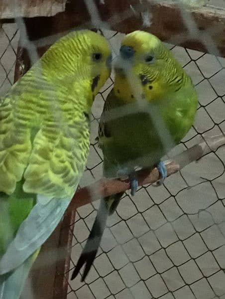 Lovebirds parrots 7