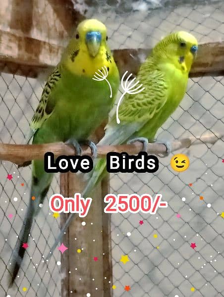 Lovebirds parrots 0