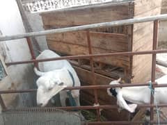 goat's for sale i