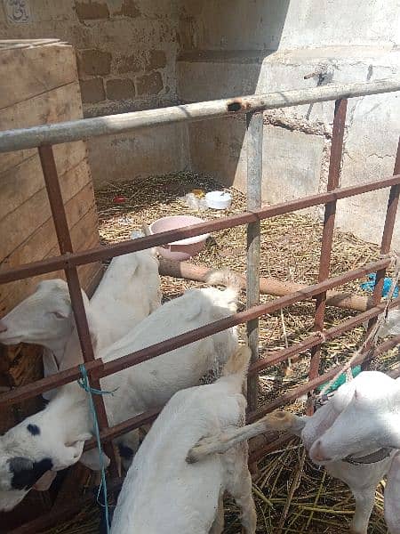 goat's for sale i 1