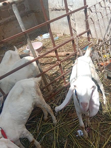 goat's for sale i 2