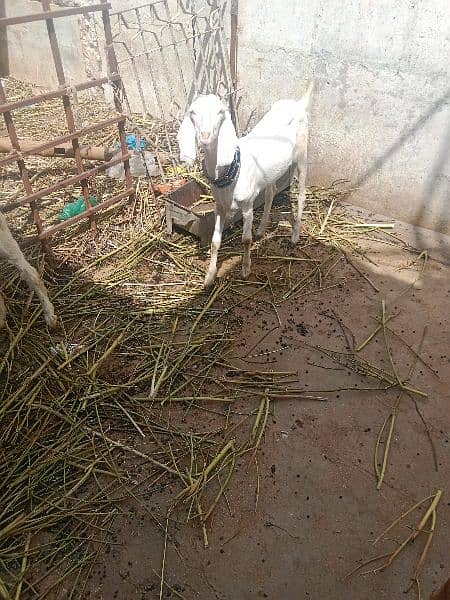 goat's for sale i 3