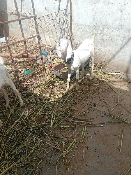 goat's for sale i 5