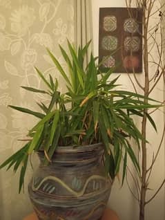 banana plant with pot