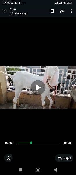 rajanpuri pure breed 1