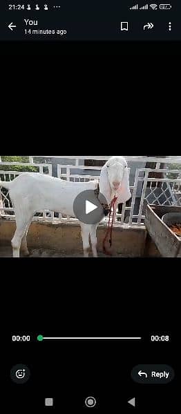 rajanpuri pure breed 2