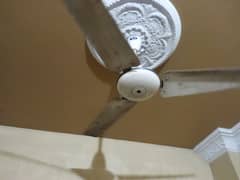 Pak Fan 5 Ceiling Fan for sale