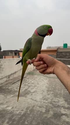 kashmiri raw parrot