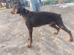 doberman dog available