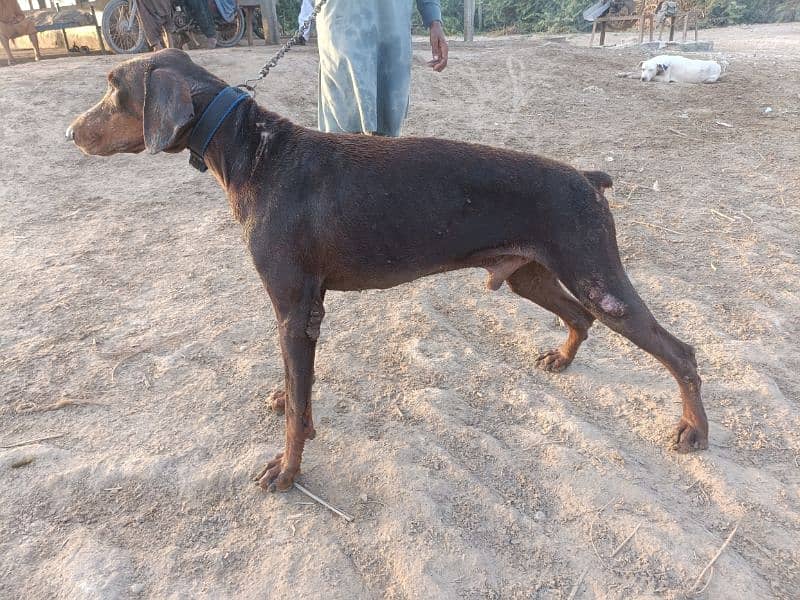 doberman dog available 1