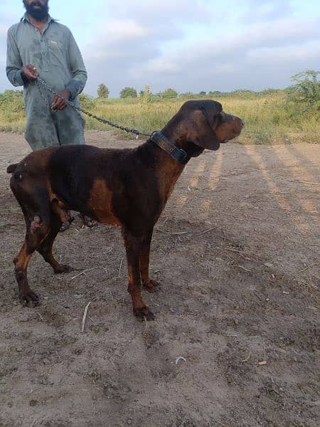 doberman dog available 2