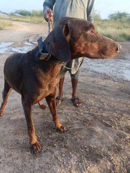 doberman dog available 3