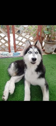 Original Siberian Husky With Blue Eyes and  Full Trained