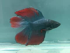 High Quality Bettas Available ( Fullmoon, Overhalfmoon, halfmoon)