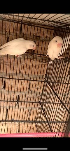 albino blck eyes breeder pair