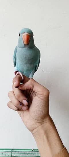 Blue ringneck parrot selfchick