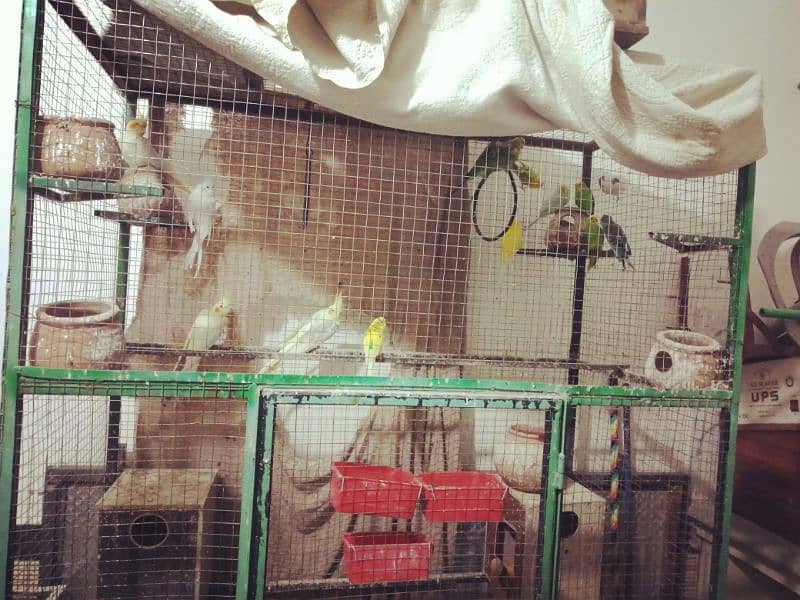 birds with cage due to shifting full set-up for sale 2