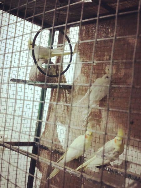 birds with cage due to shifting full set-up for sale 3