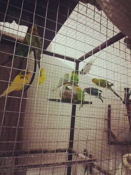 birds with cage due to shifting full set-up for sale 5