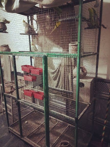 birds with cage due to shifting full set-up for sale 6