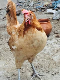 Golden Desi hens