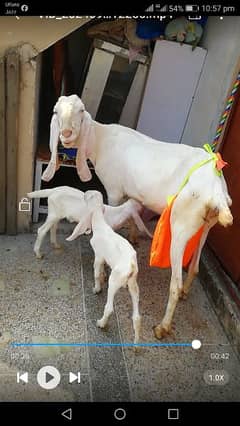 rajhan puri goats with babies