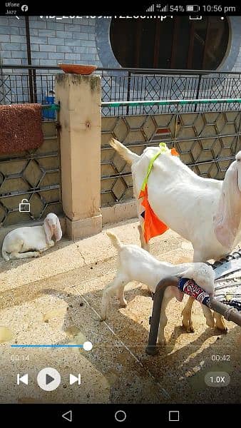 rajhan puri goats with babies 1