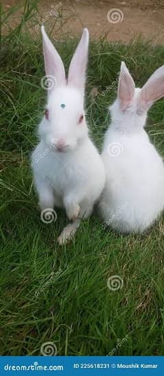 rabbits