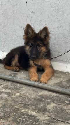 German shepherd long coat / gsd / puppy