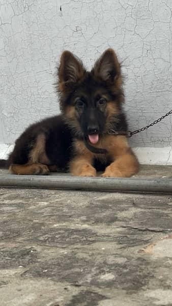 German shepherd long coat / gsd / puppy 1