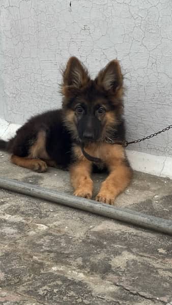 German shepherd long coat / gsd / puppy 2