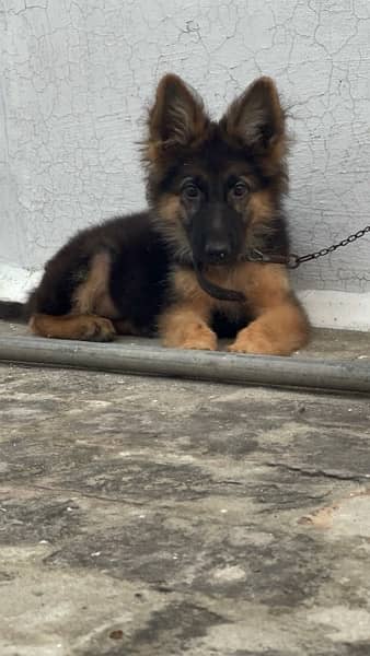 German shepherd long coat / gsd / puppy 3