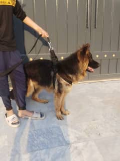 Double coat German Shephard