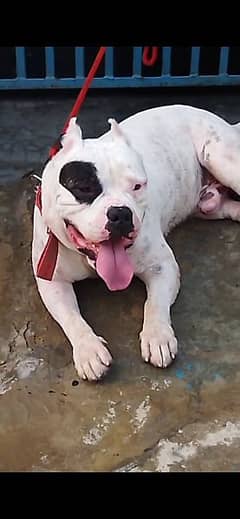 American bully male (03113283184) WhatsApp number