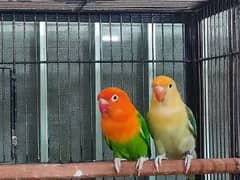 Lovebirds for sell.