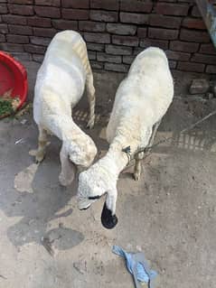 bakra