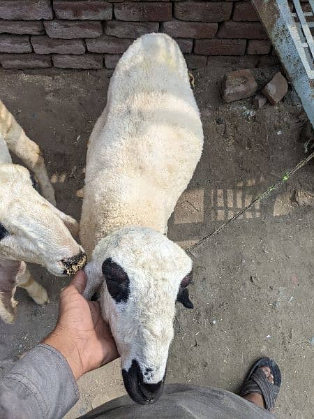 bakra 1