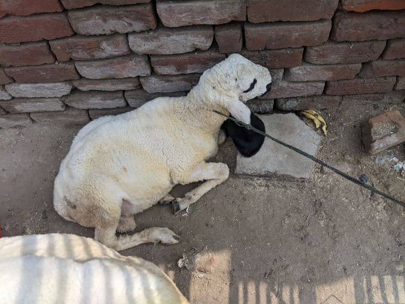 bakra 3