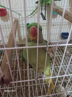 urgent sale hand teem parrot with talking