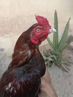 pure mianwali breed