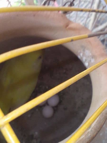 two pair of budgie aik ny five chicks diye hy aik ny five egg 7